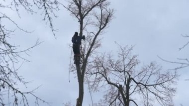 A man cuts high tree branches, a forester with a chainsaw clears a tree of high dangerous rough branches, video 4k.