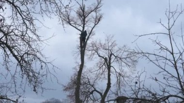 A man cuts high tree branches, a forester with a chainsaw clears a tree of high dangerous rough branches, video 4k.