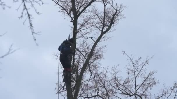 Чоловік Вирізає Гілки Високого Дерева Лісник Бензопилою Очищає Дерево Від — стокове відео