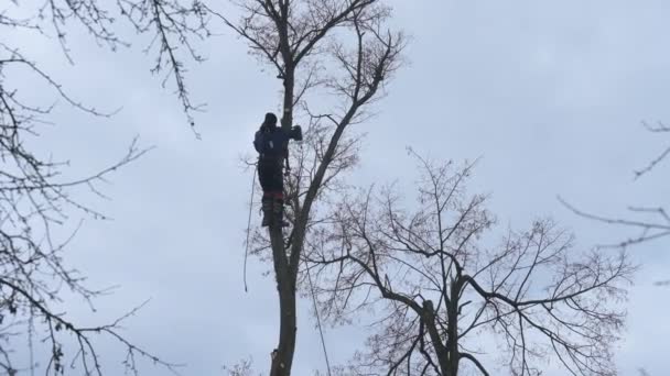 Man Cuts High Tree Branches Forester Chainsaw Clears Tree High — Stock video