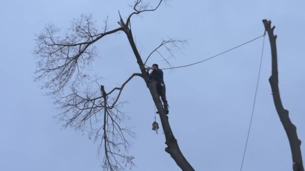 Arborist Cuts Tall Dry Linden Tree Work High Risk Life — Stockvideo