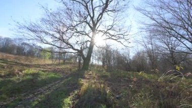 Autumn park with dry grass and fallen leaves, trees without leaves, abandoned and forgotten park, video 4k.