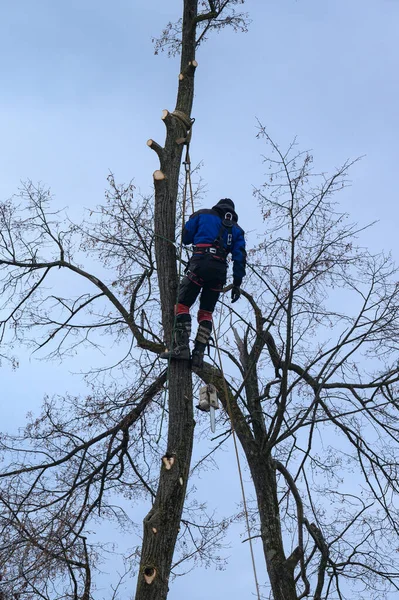 An arborist or lumberjack stands on a big tree to cut it down, a dangerous dry and big tree, a job for an arborist.
