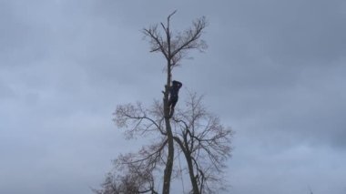 An arborist cuts a tall dry linden tree, work with high risk to life, cut branches fall to the ground, video 4k.