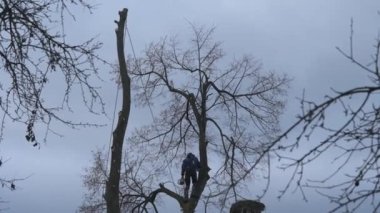 A man cuts high tree branches, a forester with a chainsaw clears a tree of high dangerous rough branches, video 4k.