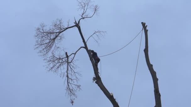Arborist Cuts Tall Dry Linden Tree Work High Risk Life — Stockvideo