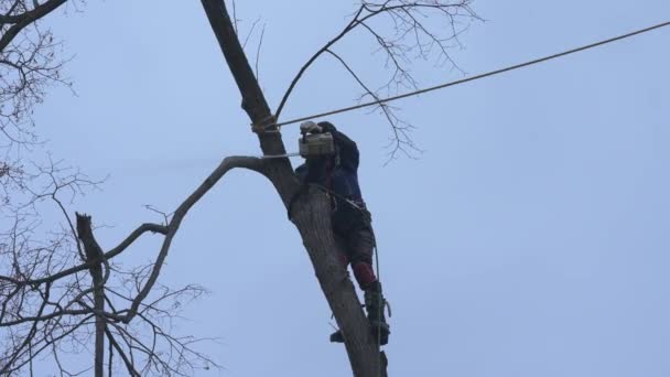 Arborist Cuts Tall Dry Linden Tree Work High Risk Life — Αρχείο Βίντεο