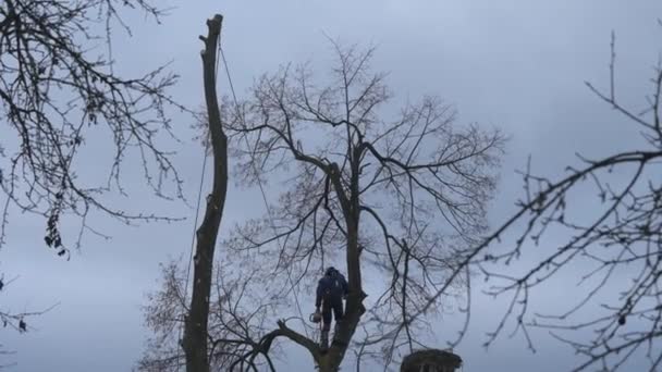 Человек Срезает Высокие Ветки Деревьев Лесник Бензопилой Очищает Дерево Высокоопасных — стоковое видео