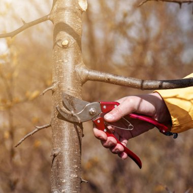 Bahçedeki bir kadın, bir ağaçta dalları makasla kesiyor. Bahçede genç bir ağaç şekilleniyor..