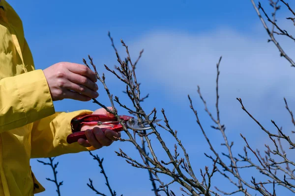 Жінка Садівник Вирізає Непотрібні Гілки Сливі Ножицями Небо — стокове фото