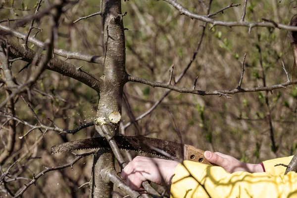 Poda Uma Árvore Com Uma Serra Mão Primavera Mulher Jardineiro — Fotografia de Stock