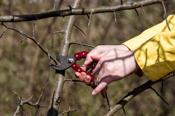 Work in spring in the garden with fruit trees, formative tree pruning, work with scissors in the garden.