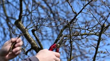 İlkbaharda bir ağacın budanması ve ağaç kaplaması, meyve ağaçlı bir bahçıvanın çalışması Yavaş Hareket Video Çekimi.