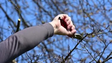 Baharda, bir adam meyve taşıyan bir ağacın dallarını budar ve budar, baharda bahçede çalışır Slow Motion Video Shot.