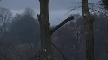 An arborist cuts a tall dry linden tree, work with high risk to life, cut branches fall to the ground, video 4k.