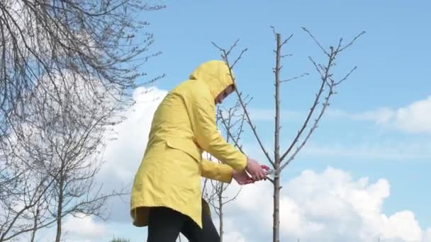 Μια Γυναίκα Κηπουρός Κόβει Περιττά Κλαδιά Ένα Δαμάσκηνο Ψαλίδι Ενάντια — Αρχείο Βίντεο