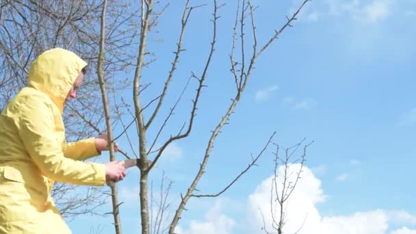 春に見られる手で木を剪定 黄色のジャケットの庭師の女性は木の上に枝を切ります4K Uhdビデオ — ストック動画