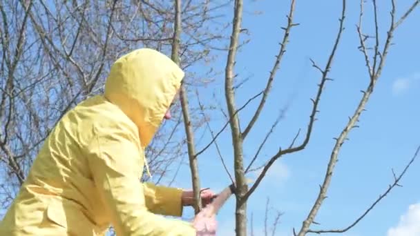 Seorang Wanita Memotong Cabang Ekstra Dan Tipis Pada Pohon Apel — Stok Video