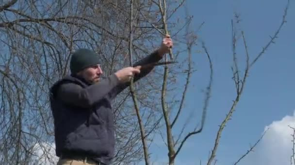 Tukang Kebun Memotong Cabang Pada Pohon Prem Dengan Gergaji Tangan — Stok Video