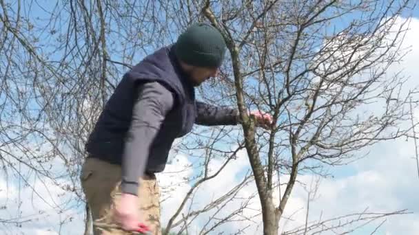 Formando Coroa Uma Árvore Usando Poda Primavera Remoção Ramos Desnecessários — Vídeo de Stock