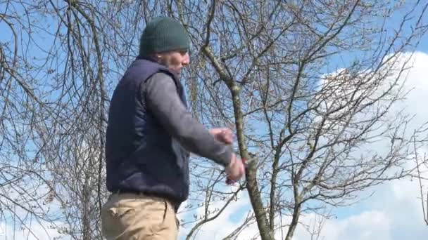 나무의 가지치기와 왕관의 유틸리티 비디오를 정원사의 — 비디오