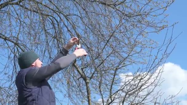 Formando Coroa Uma Árvore Usando Poda Primavera Remoção Ramos Desnecessários — Vídeo de Stock