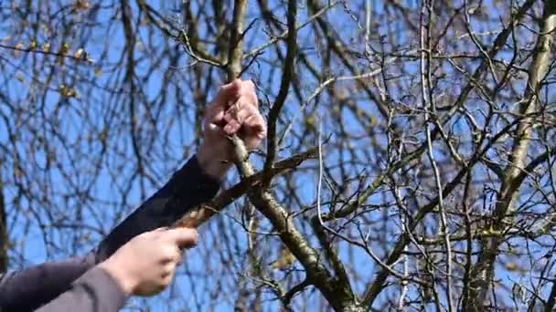 Zahradník Uřízne Velkou Větev Švestku Pilou Jarní Práce Zahradě Stromy — Stock video