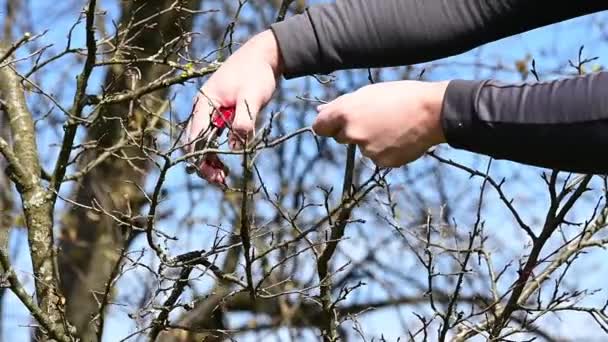 Primavera Poda Formativa Uma Árvore Formação Uma Coroa Árvore Trabalho — Vídeo de Stock