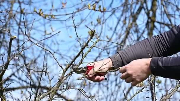 春には 男が剪定し 果樹の枝をトリミングし 庭で春の仕事スローモーションビデオショット — ストック動画