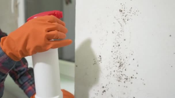 壁に型 ゴム手袋の男性の手は 壁に型救済策を噴霧 家の壁に型4K Uhdビデオ — ストック動画
