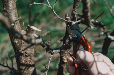 Baharda, bir adam bahçede meyve taşıyan bir ağacın dallarını budar ve budar..