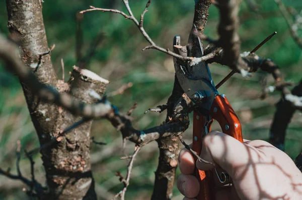 Навесні Чоловік Обмотує Гілки Плодоносного Дерева Весняні Роботи Саду — стокове фото