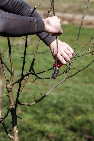 stock image Forming the crown of a tree using spring pruning and removing unnecessary branches, a gardener with scissors in the garden.