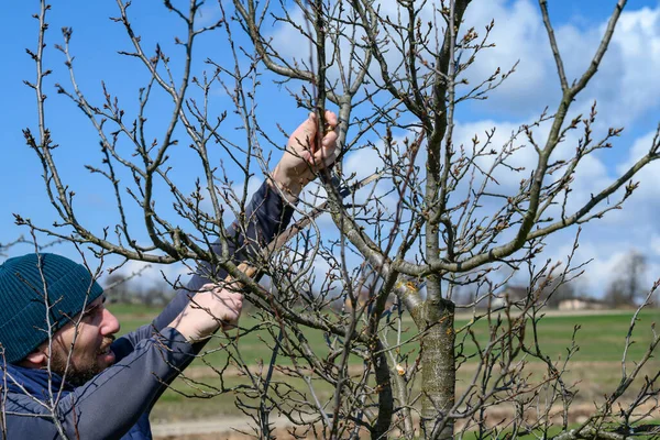 Poda Uma Árvore Com Uma Serra Mão Trabalhos Jardineiro Jardim — Fotografia de Stock