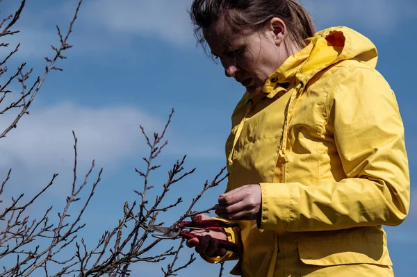 Egy Női Kertész Szükségtelen Ágakat Vág Egy Szilvára Ollóval Égen — Stock Fotó