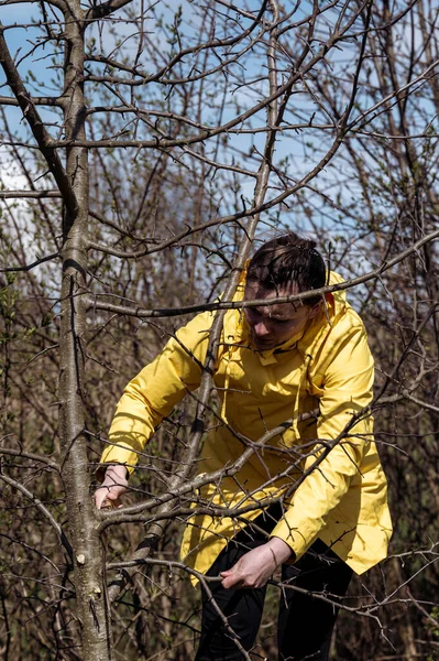 一个女人用一把锯子在苹果树上砍下又细又多的枝条 春天在花园里干活 — 图库照片