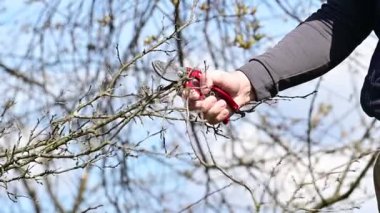 Baharda, bir adam meyve taşıyan bir ağacın dallarını budar ve budar, baharda bahçede çalışır Slow Motion Video Shot.