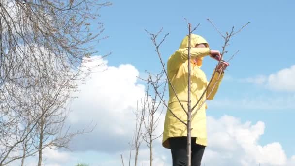 Εργασία Την Άνοιξη Στον Κήπο Οπωροφόρα Δέντρα Διαμόρφωση Κλαδέματος Δέντρων — Αρχείο Βίντεο