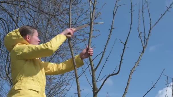 Κλαδεύοντας Ένα Δέντρο Πριόνι Χειρός Την Άνοιξη Κηπουρός Κίτρινο Μπουφάν — Αρχείο Βίντεο