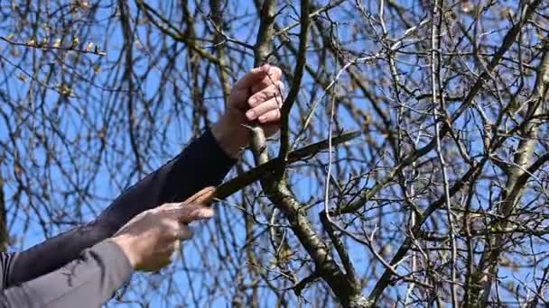 庭師は手で見た梅の木の枝を切り取り 庭で造園作品 無視された梅の木スローモーションビデオショット — ストック動画