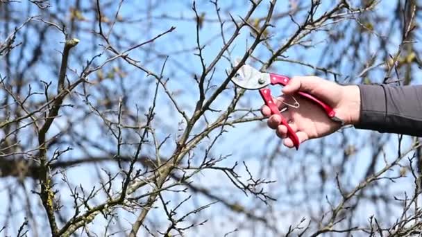 春には 男が剪定し 果樹の枝をトリミングし 庭で春の仕事スローモーションビデオショット — ストック動画