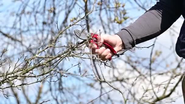 Våren Beskär Och Klipper Man Grenar Ett Fruktbärande Träd Vårarbete — Stockvideo