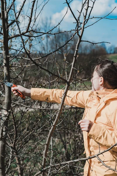 Ágak Metszése Kertben Tavasszal Szükségtelen Ágakat Vág Egy Gyümölcsfáról Kerti — Stock Fotó