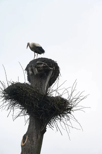 一只鹤坐在空中的鸟巢上 两只鸟巢在一棵树上 — 图库照片
