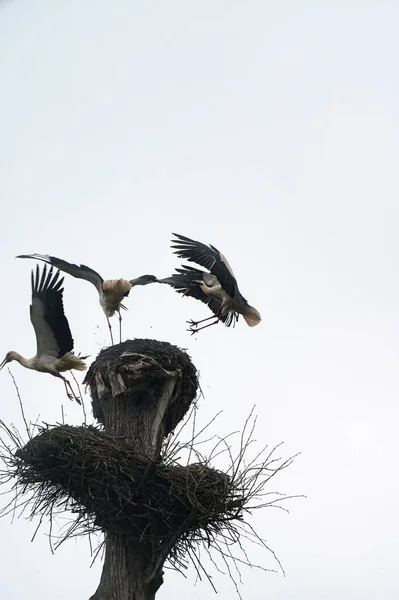 老鹤的窝 鹤和鸟巢之间的窝在天空背景下争斗 — 图库照片