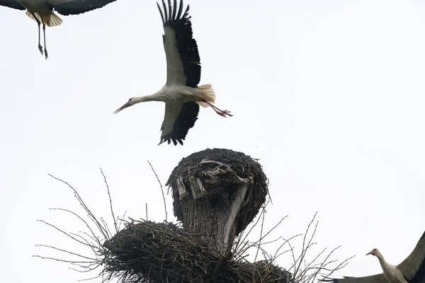 老鹤的窝 鹤和鸟巢之间的窝在天空背景下争斗 — 图库照片