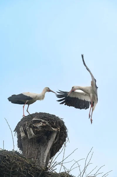 Birds Fighting Nest Storks Fighting Free Nest Tree Fighting Territory — Stock Photo, Image
