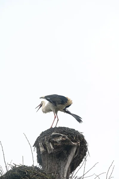 Ein Storchennest Und Ein Storch Der Auf Dem Nest Steht — Stockfoto