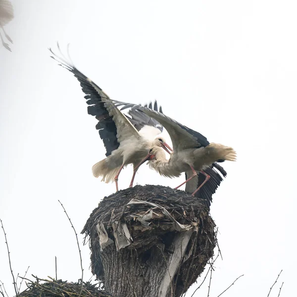 鹤为争夺领地和巢穴中的栖息地而战斗 鹤为争夺对巢穴 东方和候鸟的控制而战斗和咬食 — 图库照片