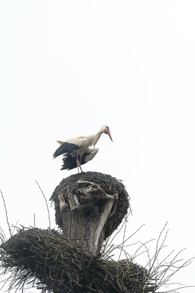 一只鹤的窝和一只鹤站在窝上看着四周的世界野生鸟类的世界 — 图库照片